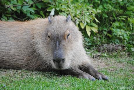 (4) Le capybara.