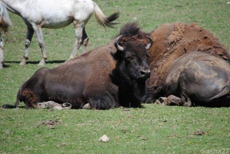(4) Les bisons.