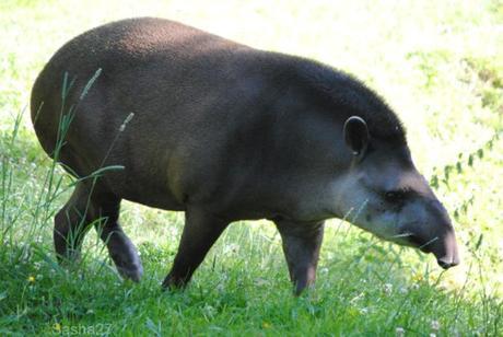 (3) Le tapir terrestre.