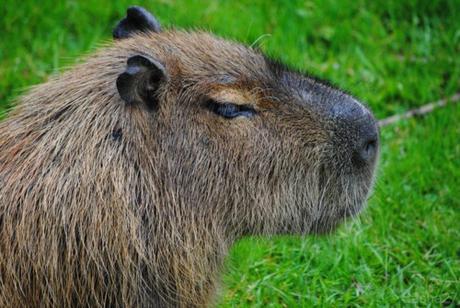 (3) Le capybara.