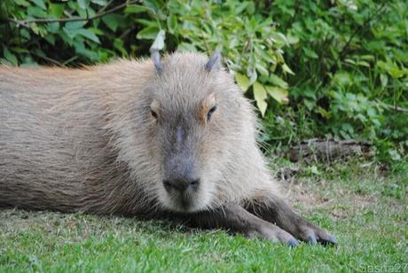 (1) Le capybara.
