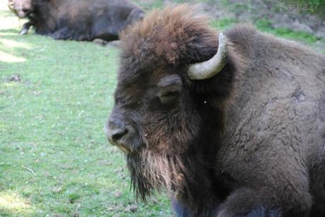 (2) Les bisons.
