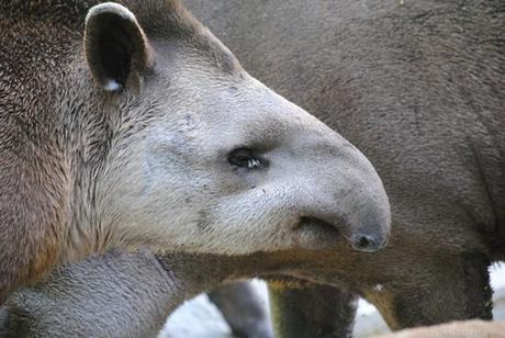 (1) Le tapir terrestre.