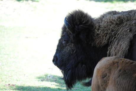 (1) Les bisons.