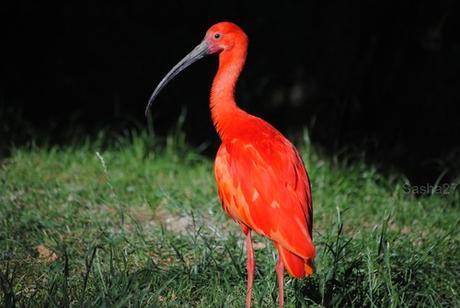 (2) L'ibis rouge.