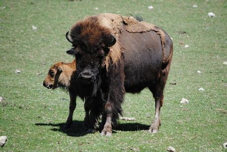 (6) Les bisons.