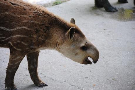 (4) Le bébé tapir terrestre.