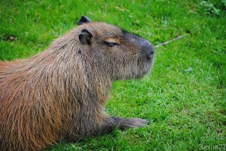 (2) Le capybara.