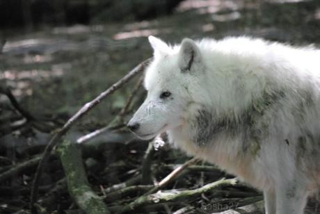 (1) Le loup blanc de la Toundra.