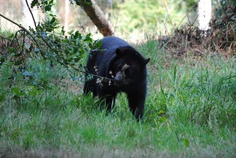 (12) L'ours à lunettes.