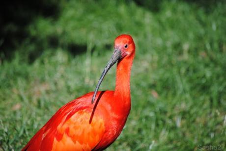 (3) L'ibis rouge.