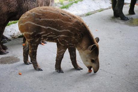 (3) Le bébé tapir terrestre.