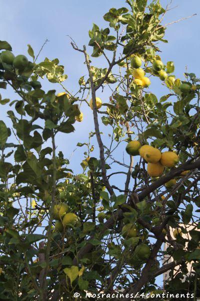 Des citrons à profusion, Coronado Island