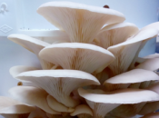 champignons Pleurotte dans Hochelaga-Maisonneuve