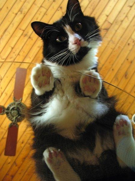 La lâcheté jusqu'au bout du fusil...