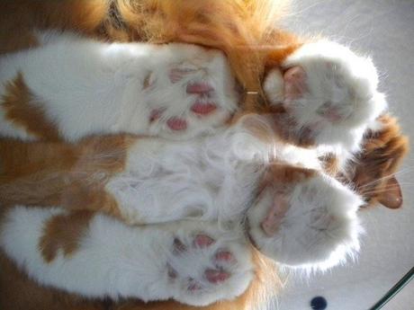 La lâcheté jusqu'au bout du fusil...