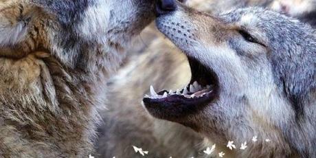 Les Saisons – le teaser