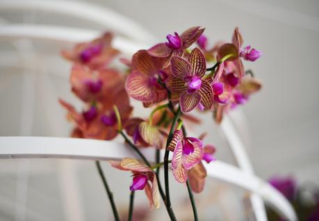 Patrick Nadeau met en scène les orchidées chez Evane _ Interior Design Paris Crédit photo : ID VISUALIZ
