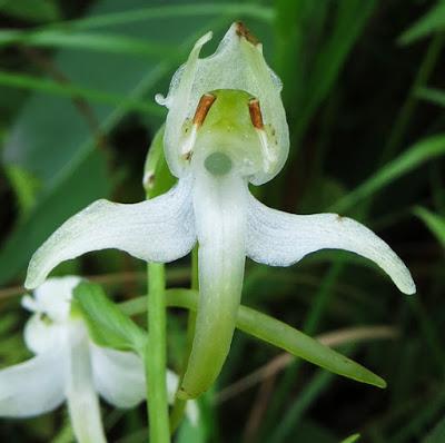 Quatre orchidées des Hautes-Vosges