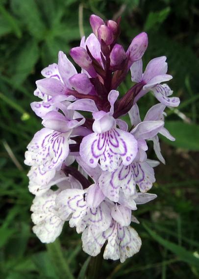 Quatre orchidées des Hautes-Vosges