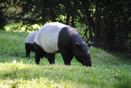 (1) Le tapir malais.