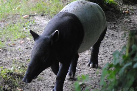 (2) Le tapir malais.