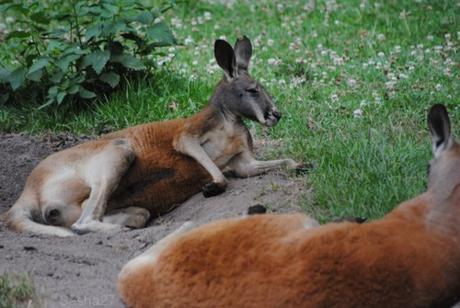 (5) Le kangourou roux.