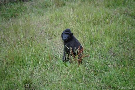 (1) Le macaque à tête noire.