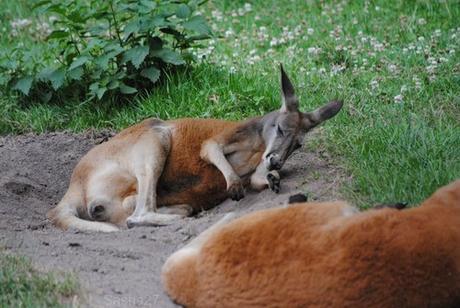 (3) Le kangourou roux.
