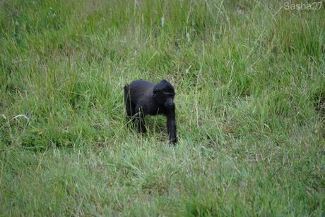 (2) La macaque à tête noire.