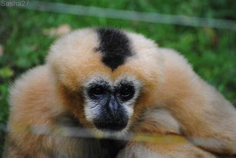(2) La femelle gibbon à favoris blancs.