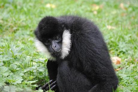 (3) Le mâle gibbon à favoris blancs.