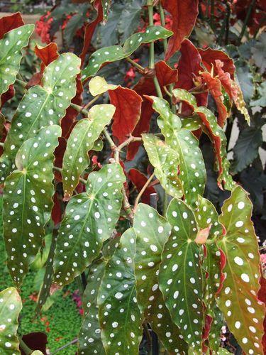 Canada - Montréal le jardin botanique - 1