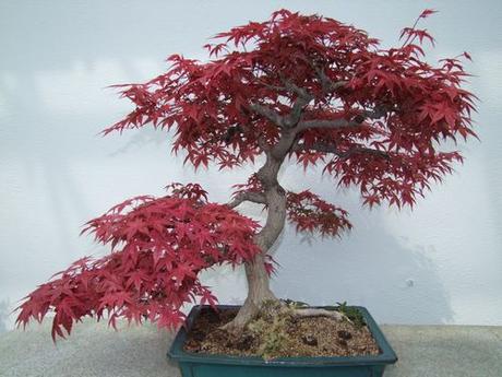 Canada - Montréal le jardin botanique - 1