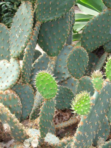 Canada - Montréal le jardin botanique - 1