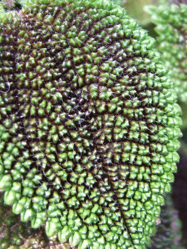 Canada - Montréal le jardin botanique - 1