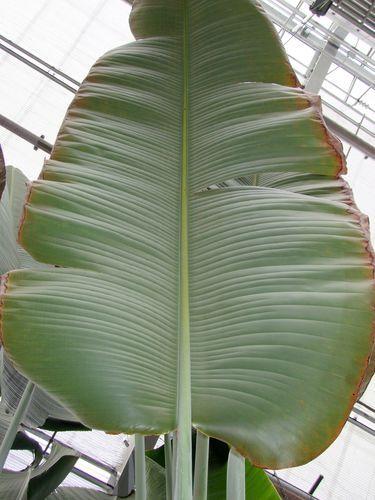 Canada - Montréal le jardin botanique - 1