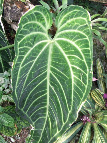 Canada - Montréal le jardin botanique - 1