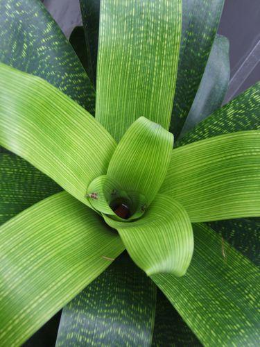 Canada - Montréal le jardin botanique - 1