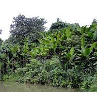 LA FORCE DE LA JUNGLE