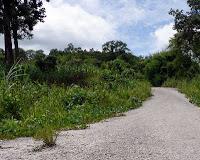 LA FORCE DE LA JUNGLE