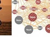 HYPOXIE: gène veille niveaux d'oxygène PNAS