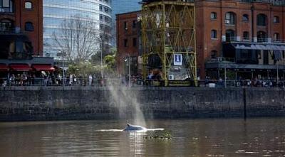 Le baleineau qui a bouché le port de Buenos Aires (1) [Actu]