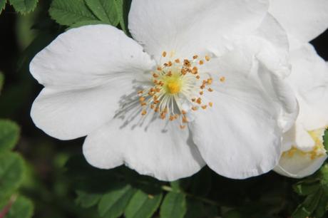 Rosa pteracantha