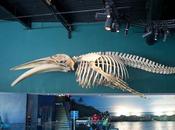 Quoi faire Toronto (partie