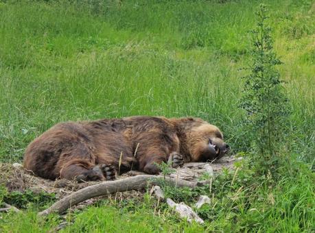Une grosse sieste pour monsieur l'ours