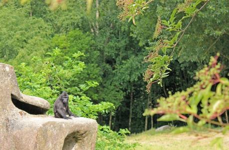 Macaques noirs à créte