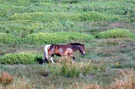 crossing the field