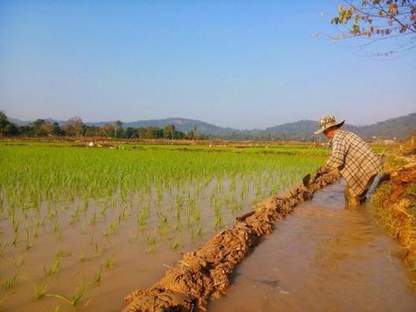 Thaïlande : Pur Isan ! La page facebook de รักษ์อีสาน รักบ้านเกิด* (4)