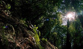 Muir Woods